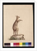Page 22. A Kangaroo. Now known as a Kangaroo. Possibly by Charles Catton Junr, c.1789-90 by Sarah Stone