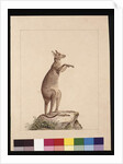 Page 22. A Kangaroo. Now known as a Kangaroo. Possibly by Charles Catton Junr, c.1789-90 by Sarah Stone