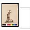 Page 22. A Kangaroo. Now known as a Kangaroo. Possibly by Charles Catton Junr, c.1789-90 by Sarah Stone