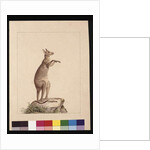 Page 22. A Kangaroo. Now known as a Kangaroo. Possibly by Charles Catton Junr, c.1789-90 by Sarah Stone