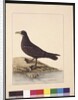 Page 24. Fuliginous Peteril. Now known as a White-chinned Petrel, c.1789-90 by Sarah Stone