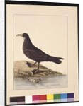 Page 24. Fuliginous Peteril. Now known as a White-chinned Petrel, c.1789-90 by Sarah Stone