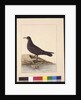 Page 24. Fuliginous Peteril. Now known as a White-chinned Petrel, c.1789-90 by Sarah Stone