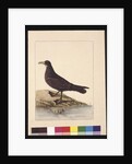 Page 24. Fuliginous Peteril. Now known as a White-chinned Petrel, c.1789-90 by Sarah Stone