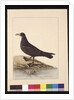 Page 24. Fuliginous Peteril. Now known as a White-chinned Petrel, c.1789-90 by Sarah Stone