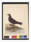 Page 24. Fuliginous Peteril. Now known as a White-chinned Petrel, c.1789-90 by Sarah Stone