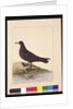 Page 24. Fuliginous Peteril. Now known as a White-chinned Petrel, c.1789-90 by Sarah Stone