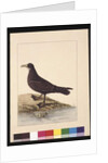 Page 24. Fuliginous Peteril. Now known as a White-chinned Petrel, c.1789-90 by Sarah Stone