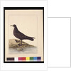 Page 24. Fuliginous Peteril. Now known as a White-chinned Petrel, c.1789-90 by Sarah Stone