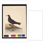 Page 24. Fuliginous Peteril. Now known as a White-chinned Petrel, c.1789-90 by Sarah Stone