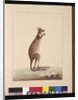 Page 25. A Kangaroo. Now known as a Kangaroo. Appears to be a Sarah Stone copy of a Charles Catton Junr. plate, c.1789-90 by Sarah Stone