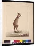 Page 25. A Kangaroo. Now known as a Kangaroo. Appears to be a Sarah Stone copy of a Charles Catton Junr. plate, c.1789-90 by Sarah Stone