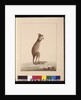 Page 25. A Kangaroo. Now known as a Kangaroo. Appears to be a Sarah Stone copy of a Charles Catton Junr. plate, c.1789-90 by Sarah Stone
