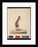 Page 25. A Kangaroo. Now known as a Kangaroo. Appears to be a Sarah Stone copy of a Charles Catton Junr. plate, c.1789-90 by Sarah Stone