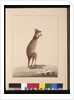 Page 25. A Kangaroo. Now known as a Kangaroo. Appears to be a Sarah Stone copy of a Charles Catton Junr. plate, c.1789-90 by Sarah Stone