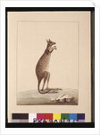 Page 25. A Kangaroo. Now known as a Kangaroo. Appears to be a Sarah Stone copy of a Charles Catton Junr. plate, c.1789-90 by Sarah Stone