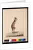 Page 25. A Kangaroo. Now known as a Kangaroo. Appears to be a Sarah Stone copy of a Charles Catton Junr. plate, c.1789-90 by Sarah Stone