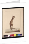 Page 25. A Kangaroo. Now known as a Kangaroo. Appears to be a Sarah Stone copy of a Charles Catton Junr. plate, c.1789-90 by Sarah Stone