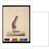Page 25. A Kangaroo. Now known as a Kangaroo. Appears to be a Sarah Stone copy of a Charles Catton Junr. plate, c.1789-90 by Sarah Stone