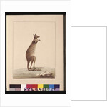 Page 25. A Kangaroo. Now known as a Kangaroo. Appears to be a Sarah Stone copy of a Charles Catton Junr. plate, c.1789-90 by Sarah Stone