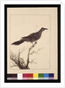 Page 26. Wattled Bee Eater female. Now known as a Little Wattle bird, c.1789-90 by Sarah Stone