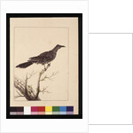 Page 26. Wattled Bee Eater female. Now known as a Little Wattle bird, c.1789-90 by Sarah Stone