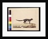 Page 28. A Tapoa Tafa. Now known as a Dasyurus quoll. Appears to be a Sarah Stone copy of a Charles Catton Junr. plate, c.1789-90 by Sarah Stone