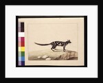 Page 28. A Tapoa Tafa. Now known as a Dasyurus quoll. Appears to be a Sarah Stone copy of a Charles Catton Junr. plate, c.1789-90 by Sarah Stone