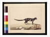 Page 28. A Tapoa Tafa. Now known as a Dasyurus quoll. Appears to be a Sarah Stone copy of a Charles Catton Junr. plate, c.1789-90 by Sarah Stone