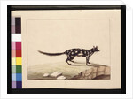 Page 28. A Tapoa Tafa. Now known as a Dasyurus quoll. Appears to be a Sarah Stone copy of a Charles Catton Junr. plate, c.1789-90 by Sarah Stone