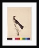 Page 29. Port Jackson Thrush. Now known as a Grey thrush spotted quail thrush?, c.1789-90 by Sarah Stone
