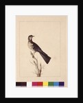 Page 29. Port Jackson Thrush. Now known as a Grey thrush spotted quail thrush?, c.1789-90 by Sarah Stone