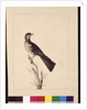 Page 29. Port Jackson Thrush. Now known as a Grey thrush spotted quail thrush?, c.1789-90 by Sarah Stone