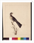 Page 29. Port Jackson Thrush. Now known as a Grey thrush spotted quail thrush?, c.1789-90 by Sarah Stone