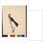 Page 29. Port Jackson Thrush. Now known as a Grey thrush spotted quail thrush?, c.1789-90 by Sarah Stone