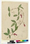 Kennedia rubicunda, c.1803-06 by John William Lewin