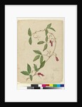 Kennedia rubicunda, c.1803-06 by John William Lewin