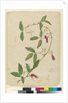 Kennedia rubicunda, c.1803-06 by John William Lewin