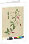 Kennedia rubicunda, c.1803-06 by John William Lewin