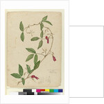 Kennedia rubicunda, c.1803-06 by John William Lewin