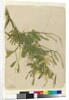Acacia, 1805 by John William Lewin