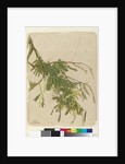Acacia, 1805 by John William Lewin