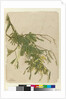 Acacia, 1805 by John William Lewin