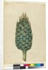 Macrozamia, c.1803-06 by John William Lewin