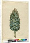 Macrozamia, c.1803-06 by John William Lewin