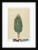Macrozamia, c.1803-06 by John William Lewin