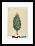 Macrozamia, c.1803-06 by John William Lewin