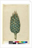 Macrozamia, c.1803-06 by John William Lewin
