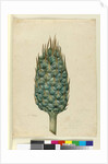 Macrozamia, c.1803-06 by John William Lewin