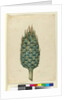 Macrozamia, c.1803-06 by John William Lewin